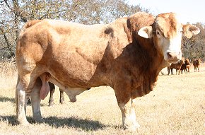 Beefmaster Bull Mr. 5502