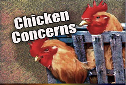 Illegal Immigrants Pet Chickens Ignite Culture Clash