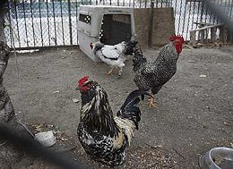 Chickens in Los Angeles