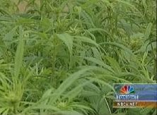 Immigrants Care for Marijuana Crops in  South Florida
