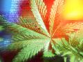 Marijuana Plants in Southern Oregon