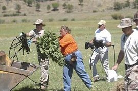 Utah 90000 Pot Plants Confiscated